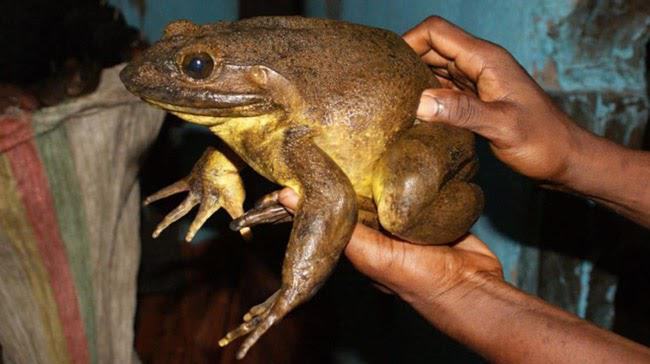 Ngủ chiêm bao thấy ếch khổng lồ là điềm báo về cuộc sống hôn nhân của bạn