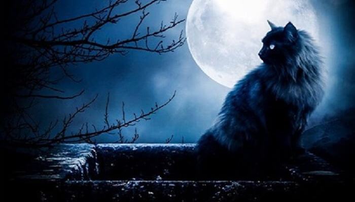 giải mã giấc mơ thấy mèo đen