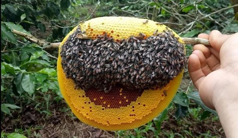 Mơ mình lấy mật ong