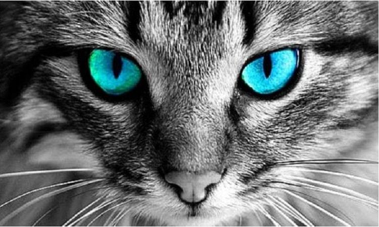 Giấc mơ thấy một đôi mắt mèo có ý nghĩa tốt đẹp