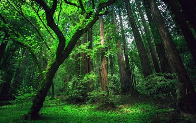 Mơ thấy rừng cây có dự báo gì cho tương lai?