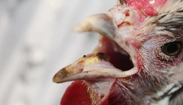 Bệnh gà bị chảy nhớt miệng là gì? Nguyên nhân và cách chữa trị hiệu quả 100%