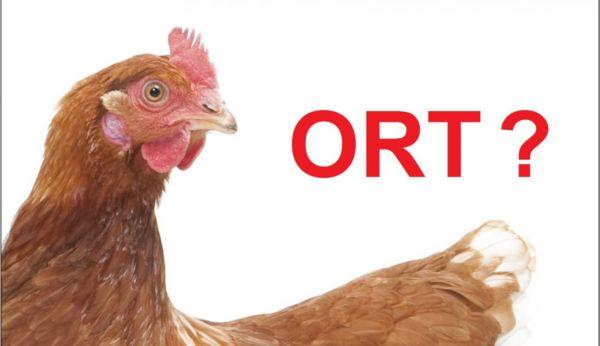 Bệnh ORT trên gà: Nguyên nhân và cách điều trị hiệu quả nhất